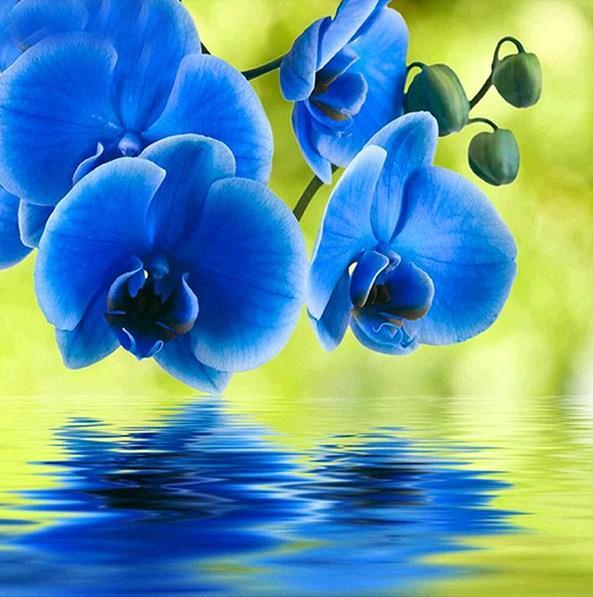Beautiful Blue Orchids Diamond Painting - diamond-painting-bliss.myshopify.com