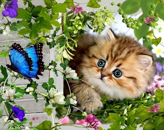 Beautiful Cat & Butterfly - diamond-painting-bliss.myshopify.com