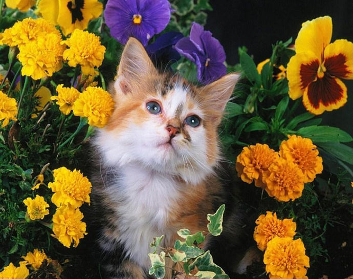 Cat With Yellow Eyes And Flowers Special Diamond Painting