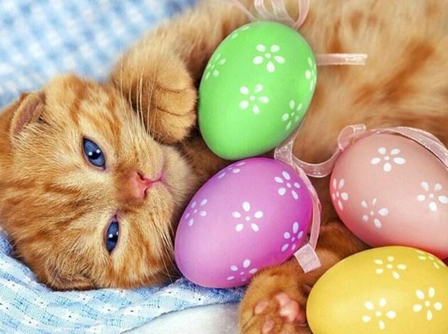 Adorable Cat with Easter Eggs - diamond-painting-bliss.myshopify.com