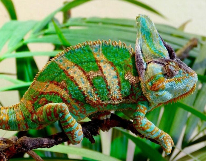 Beautiful Chameleon - Paint by Diamonds - diamond-painting-bliss.myshopify.com