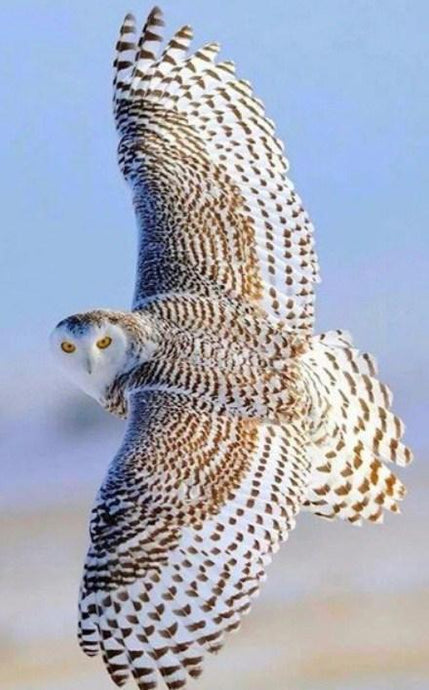 Beautiful Flying Snow Owl - diamond-painting-bliss.myshopify.com