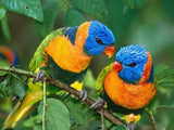 Beautiful Pair of Parrots Diamond Painting - diamond-painting-bliss.myshopify.com