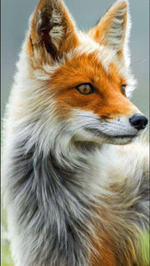 Beautiful Red Fox - diamond-painting-bliss.myshopify.com