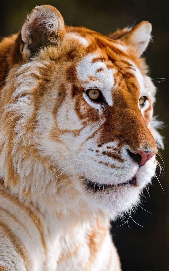 Beautiful Tiger - diamond-painting-bliss.myshopify.com
