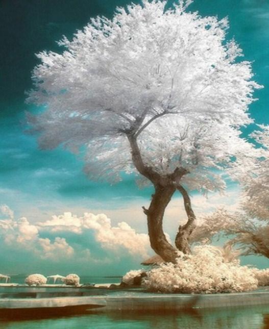 Beautiful Tree with White Leaves - diamond-painting-bliss.myshopify.com