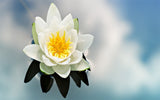Beautiful Water Lilly - diamond-painting-bliss.myshopify.com