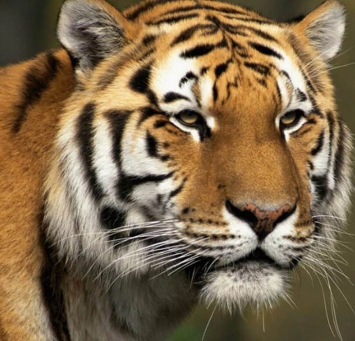 Big Cat DIY Painting Kit - diamond-painting-bliss.myshopify.com