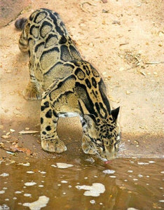 Big Cat Drinking Water - diamond-painting-bliss.myshopify.com