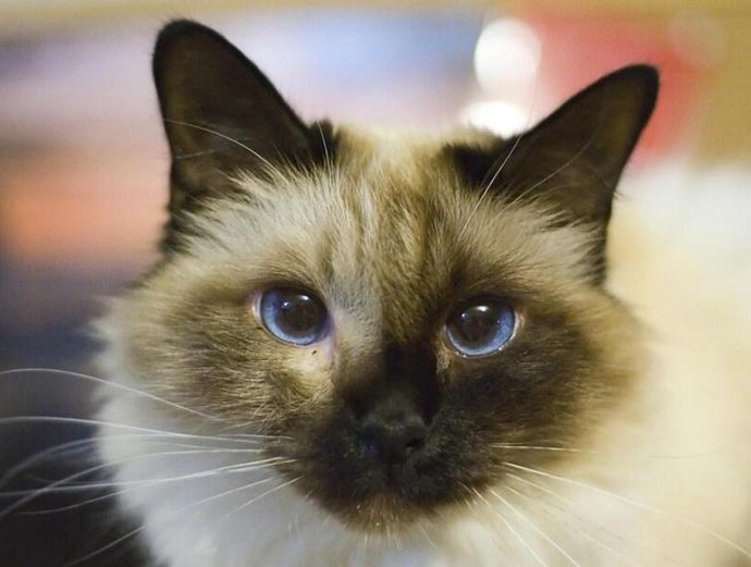 Birman Cat - Paint with Diamonds - diamond-painting-bliss.myshopify.com