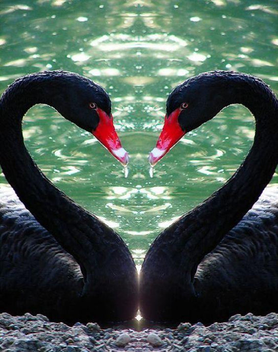 Black Flamingos in Water - diamond-painting-bliss.myshopify.com