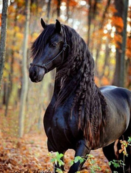 Black Horse with Long Hair - diamond-painting-bliss.myshopify.com
