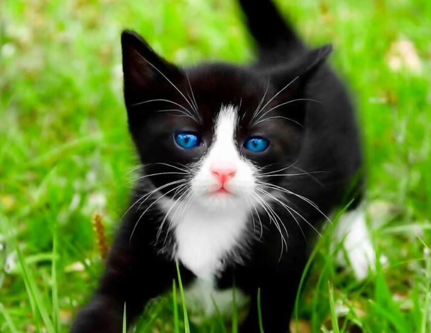 Black Kitten with Blue Eyes - diamond-painting-bliss.myshopify.com
