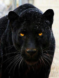 Black Panther - Paint by Diamonds - diamond-painting-bliss.myshopify.com