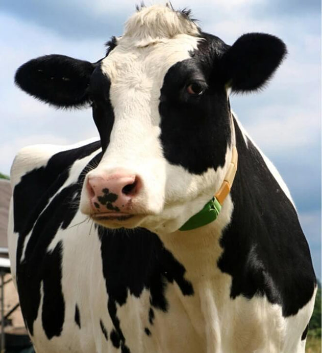 Black & White Cow Painting - diamond-painting-bliss.myshopify.com