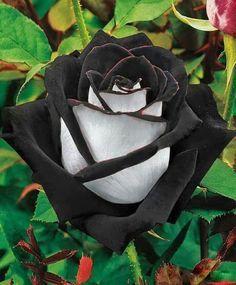 Black & White Rose - diamond-painting-bliss.myshopify.com