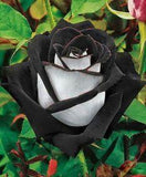 Black & White Rose - diamond-painting-bliss.myshopify.com