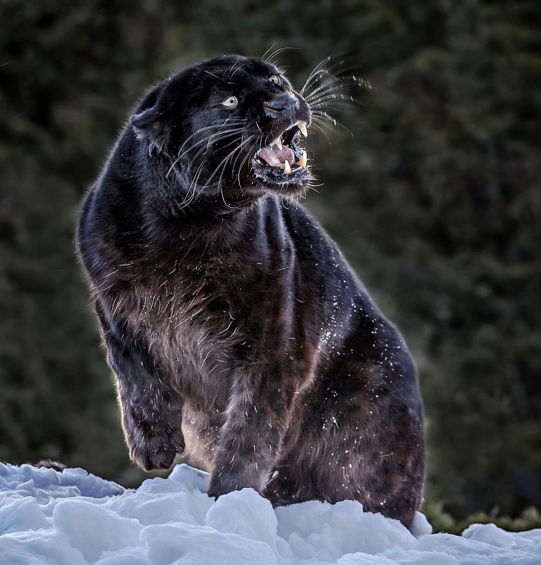 Black panther in the snow - diamond-painting-bliss.myshopify.com