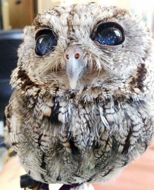 Blind Owl with Starry Eyes - diamond-painting-bliss.myshopify.com