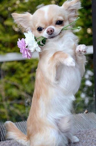 Blonde Long Hair Chihuahua - diamond-painting-bliss.myshopify.com
