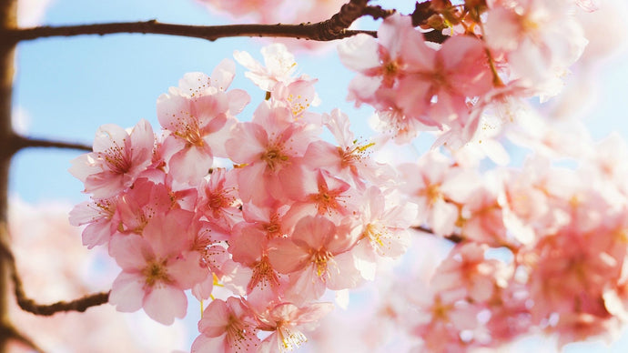 Blooming Peach Blossoms - diamond-painting-bliss.myshopify.com