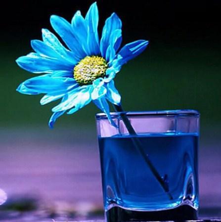 Blue Daisy in Glass - diamond-painting-bliss.myshopify.com