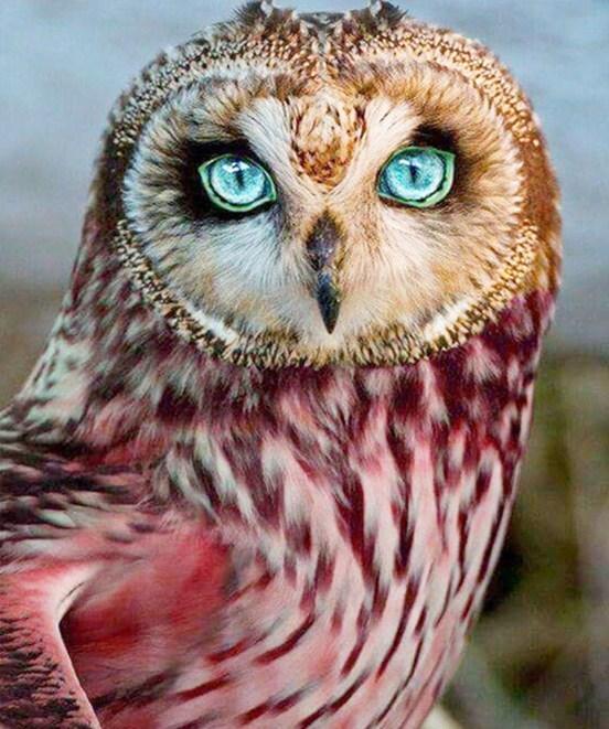 Blue Eyed Owl - Paint by Diamonds - diamond-painting-bliss.myshopify.com