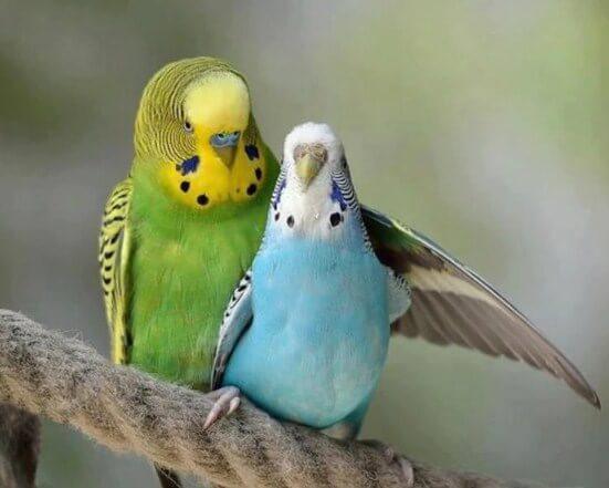 Blue & Green Australian Parrots - diamond-painting-bliss.myshopify.com