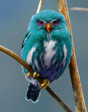 Blue Owl of Madagascar - diamond-painting-bliss.myshopify.com