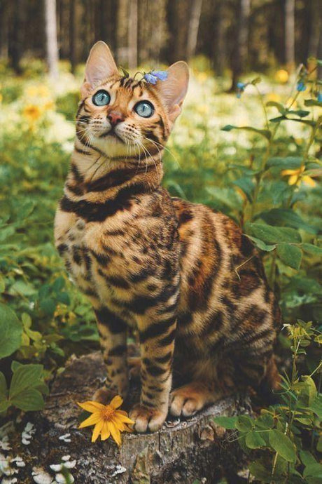 Blue eye Bengal Cat - diamond-painting-bliss.myshopify.com