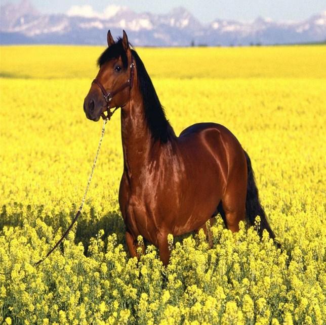 Brown Horse in Yellow Fields - diamond-painting-bliss.myshopify.com