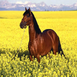Brown Horse in Yellow Fields - diamond-painting-bliss.myshopify.com