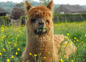 Brown Llama Sitting in the Fields - diamond-painting-bliss.myshopify.com