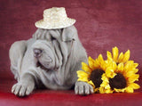 Bulldog & Sunflowers - diamond-painting-bliss.myshopify.com