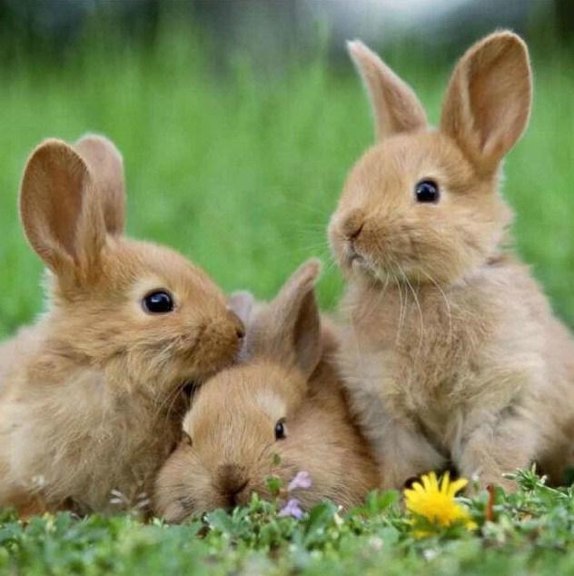 Bunnies in Meadow - Paint with Diamonds - diamond-painting-bliss.myshopify.com
