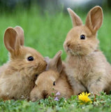 Bunnies in Meadow - Paint with Diamonds - diamond-painting-bliss.myshopify.com