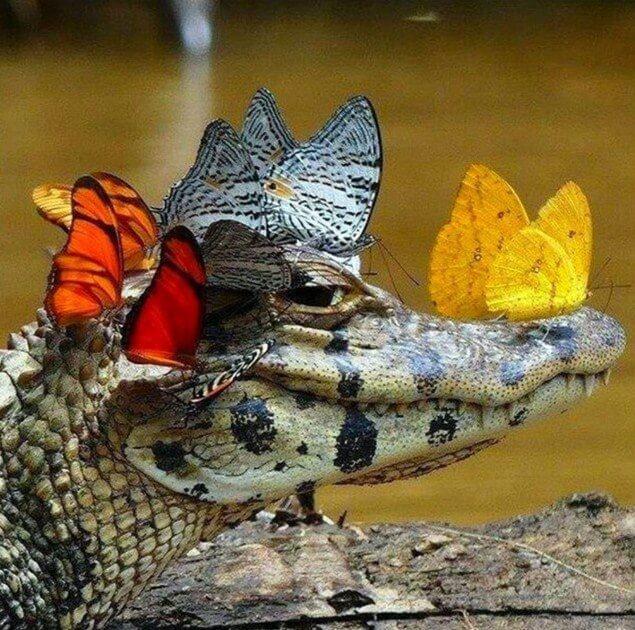 Butterflies on Crocodile - diamond-painting-bliss.myshopify.com