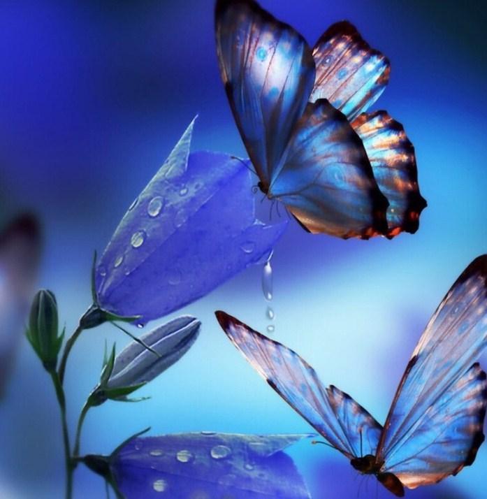 Butterflies Drinking Flower Nectar - diamond-painting-bliss.myshopify.com