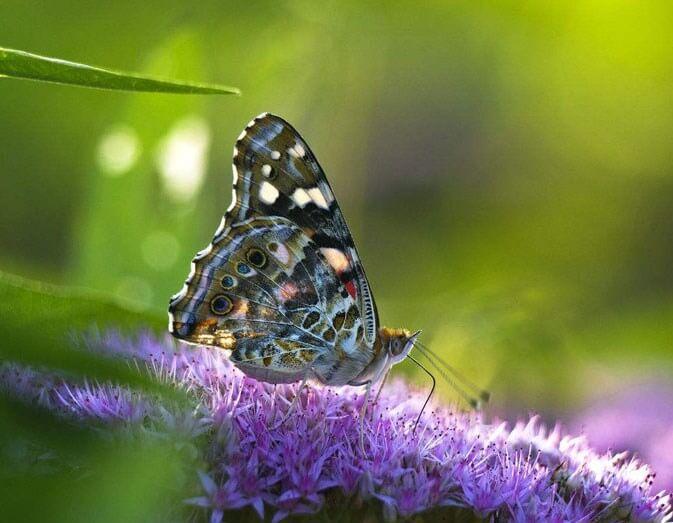 Butterfly Close up Painting - diamond-painting-bliss.myshopify.com