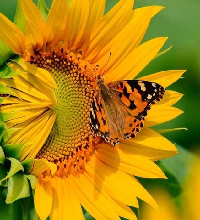 Butterfly & Sunflower Close up - diamond-painting-bliss.myshopify.com