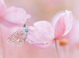 Butterfly on Flower - diamond-painting-bliss.myshopify.com
