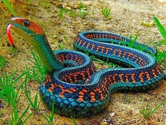 California Red Sided Garter Snake - diamond-painting-bliss.myshopify.com