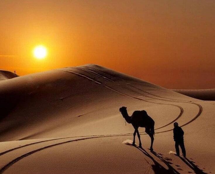 Camel in the Desert - diamond-painting-bliss.myshopify.com