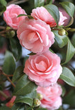 Camellia Flowers - diamond-painting-bliss.myshopify.com