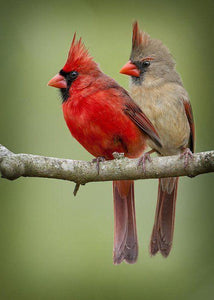 Cardinal Birds Couple - diamond-painting-bliss.myshopify.com