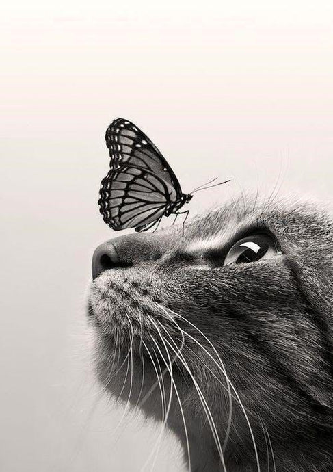 Cat & Butterfly Diamond painting - diamond-painting-bliss.myshopify.com