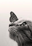 Cat & Butterfly Diamond painting - diamond-painting-bliss.myshopify.com