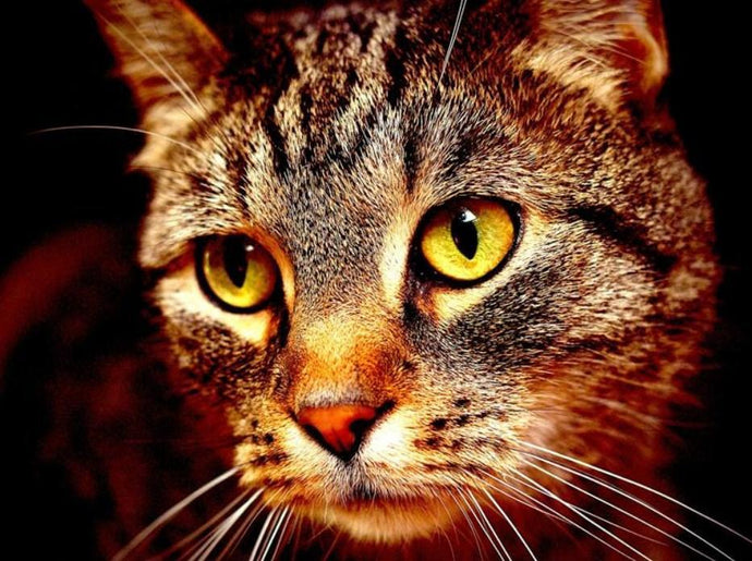 Cat Face Close up DIY Painting Kit - diamond-painting-bliss.myshopify.com