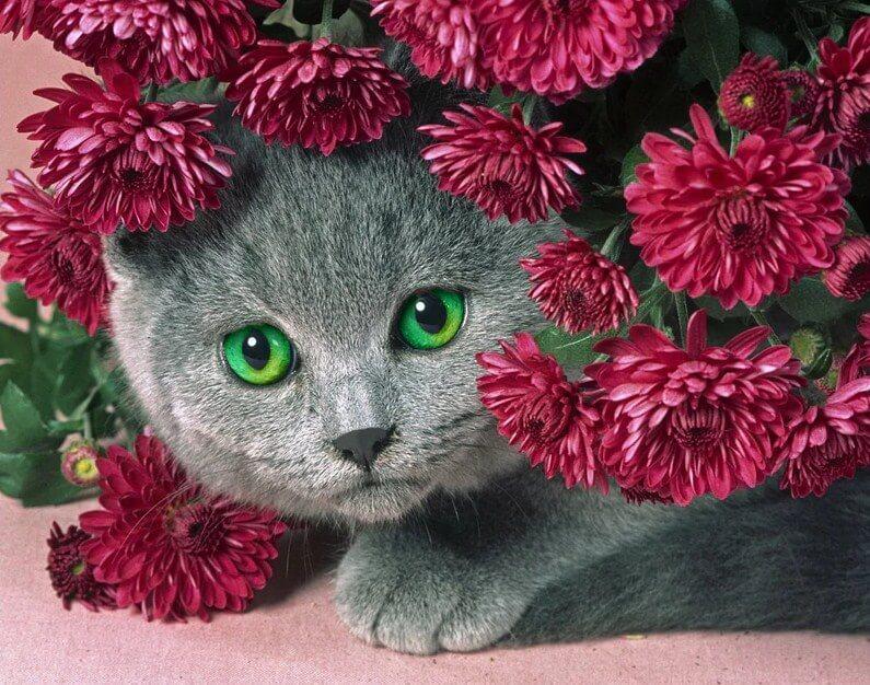 Cat Hiding in Flowers - diamond-painting-bliss.myshopify.com