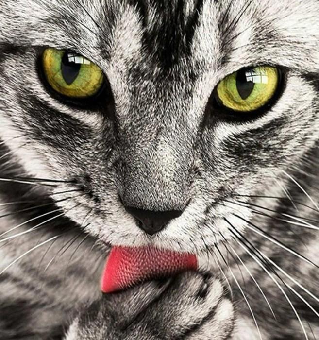 Cat Licking Paw DIY Painting - diamond-painting-bliss.myshopify.com